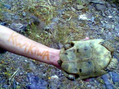 botgra